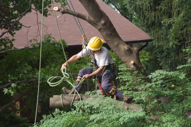 How Our Tree Care Process Works  in  Brookside, NJ