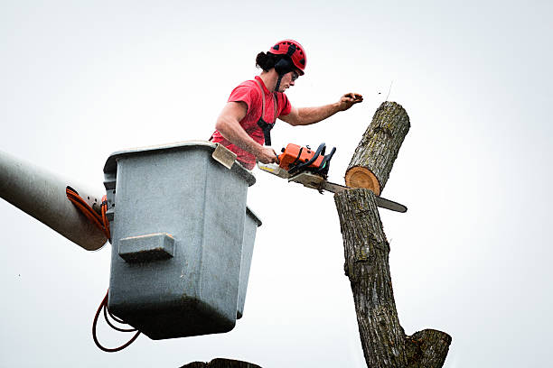 Best Tree Health Inspection  in Brookside, NJ